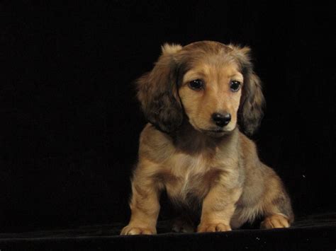 mini dachshund puppies in michigan|More.